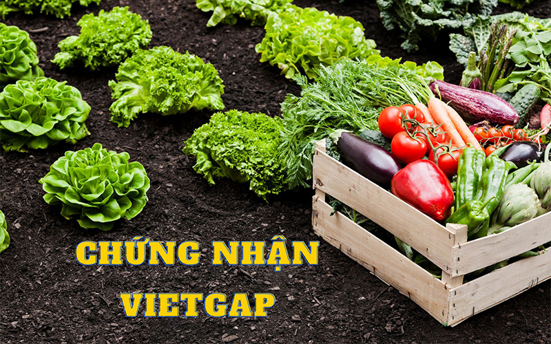 Chứng nhận VietGAP | Quy trình xin cấp chứng nhận VietGAP