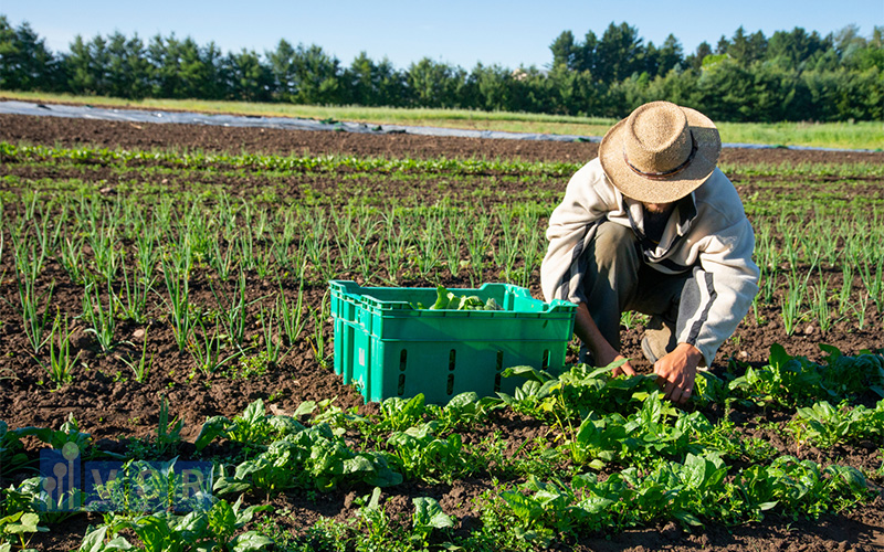 Doanh nghiệp đăng kí USDA