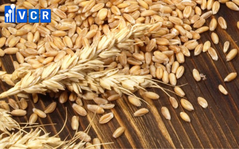 Hạt lúa mạch (malt) là nguyên liệu để sản xuất bia
