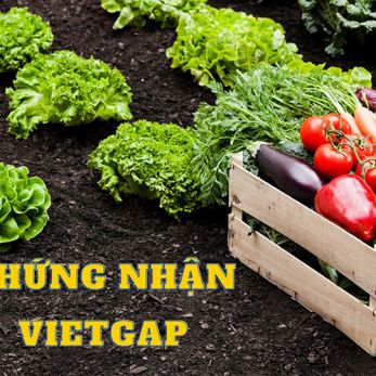 Chứng nhận VietGAP | Quy trình xin cấp chứng nhận VietGAP