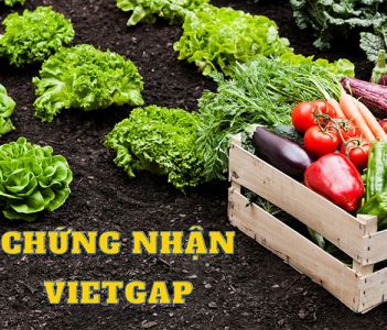 Chứng nhận VietGAP | Quy trình xin cấp chứng nhận VietGAP