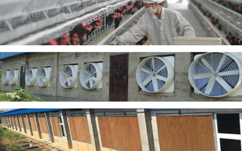 hệ thống quạt thông gió chuồng trại