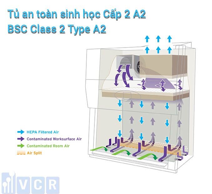 bsc class 2