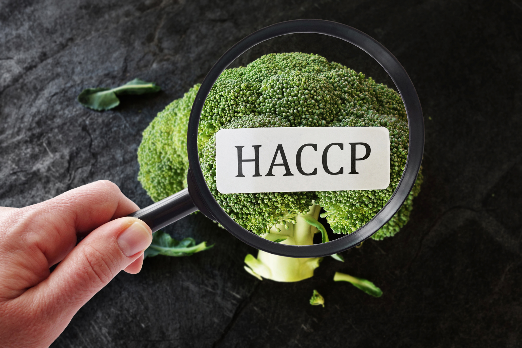 gp haccp