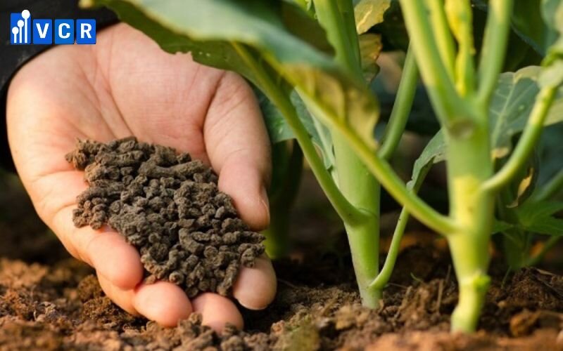 Quy trình sản xuất vi sinh gồm hai giai đoạn