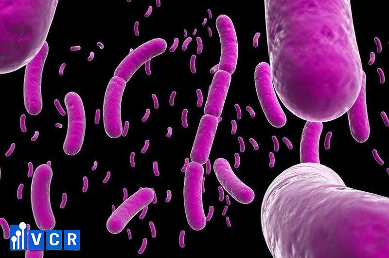 vi khuẩn Bacillus