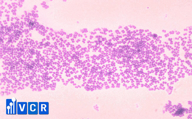 Vi khuẩn Micrococci