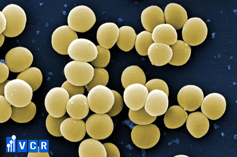 vi khuẩn Staphylococci