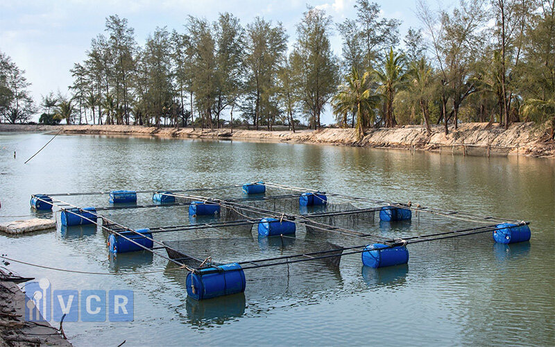 VietGAP trong lĩnh vực thủy sản
