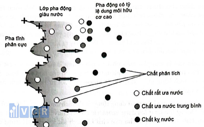 Nguyên lý hoạt động của HPLC dựa trên pha tĩnh và pha động được thể hiện rất rõ qua hình ảnh minh họa trên.