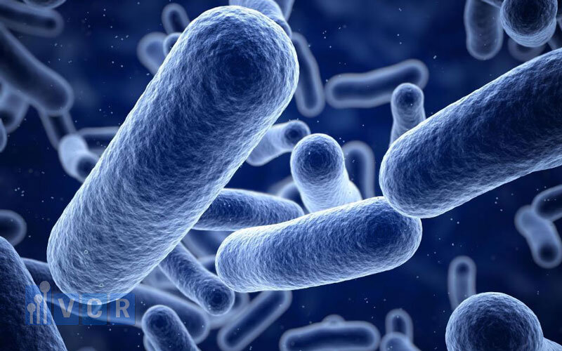 Nước đạt tiêu chuẩn ecoly có nghĩa là không có sự xuất hiện e.coli trong nước.