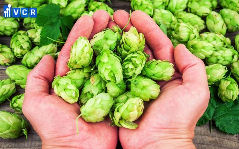 Hoa bia là nguyên liệu chính để sản xuất bia